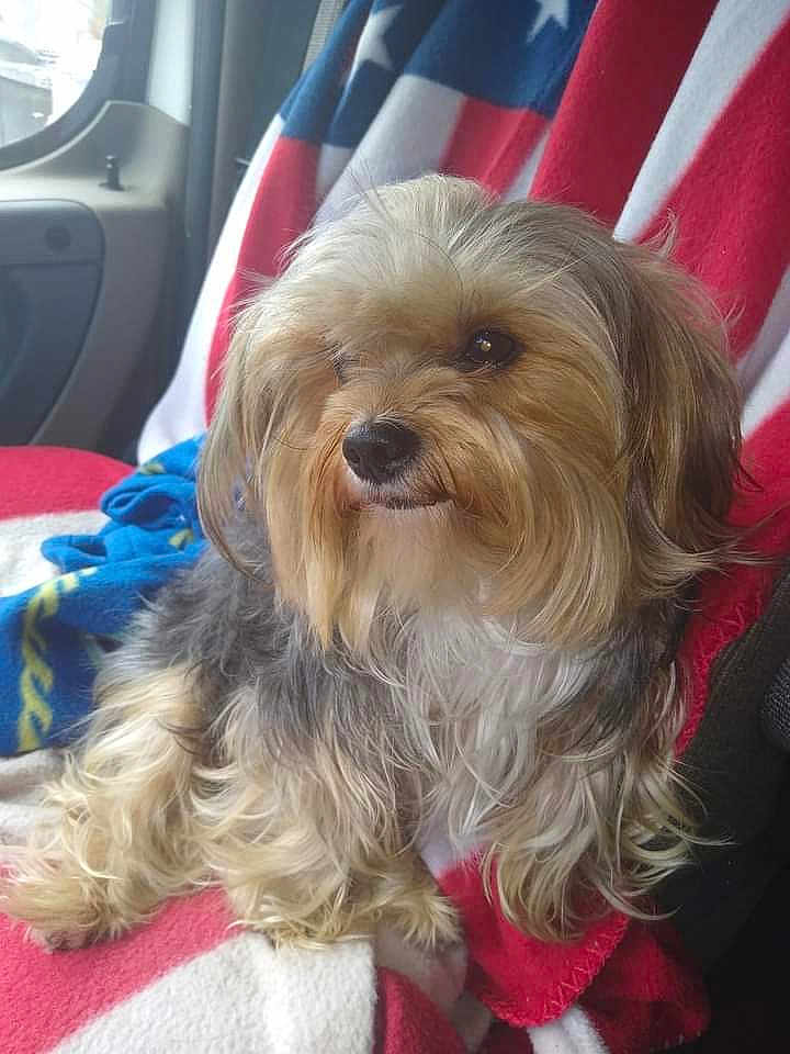 Mr Wiggles joined the competition — help win amazing prizes! dog, fluffy, long_hair, small_dog, pet, canine, indoors, blanket, red, white, blue, vehicle_interior, seat, window, fur, cute, animal, companion, relaxed, side_view