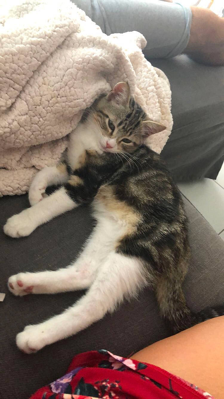 Pogba participe au concours pour gagner de l'argent avec cette photo : american_shorthair, american_wirehair, asian, carnivore, cat, claw, domestic_short_haired_cat, dragon_li, european_shorthair, felidae, fur, kitten, leg, mammal, norwegian_forest_cat, paw, polydactyl_cat, small_to_medium_sized_cats, tabby_cat, whiskers