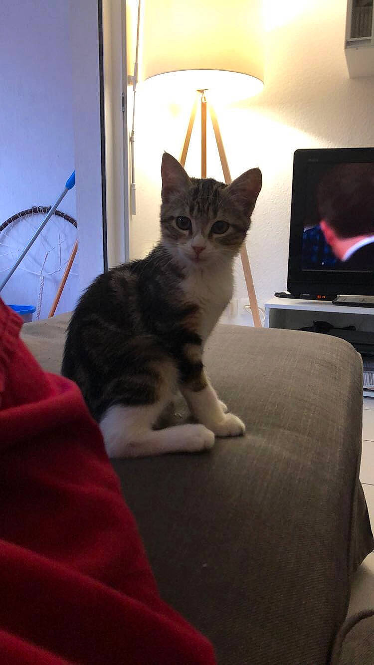 Pogba participe au concours pour gagner de l'argent avec cette photo : american_shorthair, asian, carnivore, cat, chair, domestic_short_haired_cat, ear, european_shorthair, felidae, fur, furniture, kitten, paw, polydactyl_cat, room, small_to_medium_sized_cats, tabby_cat, technology, whiskers