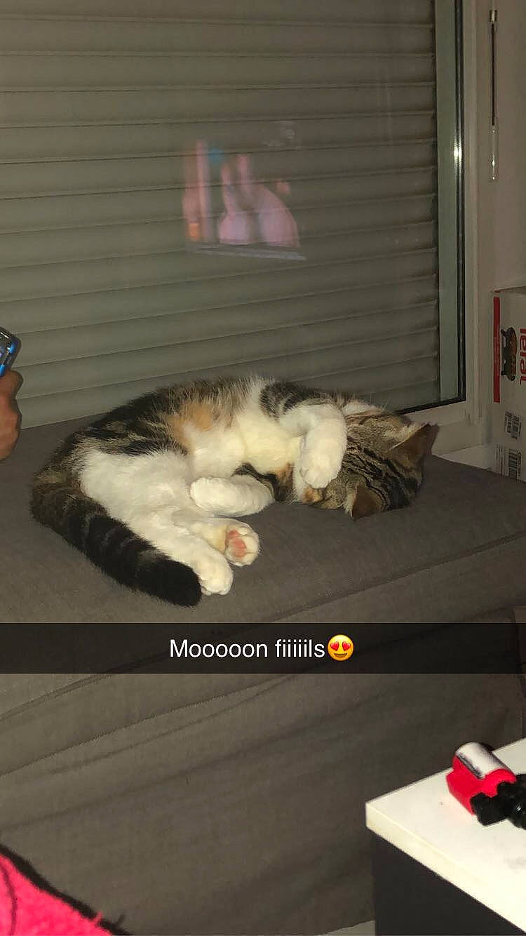 Pogba a rejoint le concours — aidez-le/la à gagner de superbes lots ! carnivore, cat, domestic_short_haired_cat, felidae, fur, kitten, norwegian_forest_cat, paw, photo_caption, photography, small_to_medium_sized_cats, tail, whiskers