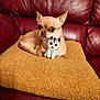 dog, chihuahua, stuffed_toy, cushion, sofa, red_leather, pet, small_dog, indoor, relaxed, cute, toy, furniture, cozy, animal, domestic, companion, brown_fur, ears, eyes
