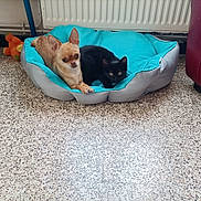 Baïa participe au concours pour gagner de l'argent avec cette photo : dog, cat, pet_bed, chihuahua, kitten, indoor, floor, radiator, toy, animal, cute, small_dog, black_cat, tan_dog, resting, looking_at_camera, curious, companion, cozy, home