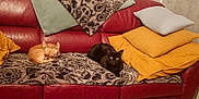 Baïa a rejoint le concours — aidez-le/la à gagner de superbes lots ! black_cat, blanket, cat, cozy, curled_up, dog, floor, furniture, gray_pillow, home, indoor, orange_pillow, patterned_blanket, pet, pillow, red_couch, relaxing, resting, small_dog, wall