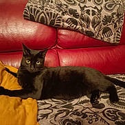 Mylo a rejoint le concours — aidez-le/la à gagner de superbes lots ! animal, black_cat, blanket, cat, cozy, domestic_animal, feline, fur, indoor, leather_couch, looking, pattern, pet, red_couch, relaxed, resting, side_view, tail, whiskers, yellow_eyes