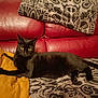 animal, black_cat, blanket, cat, cozy, domestic_animal, feline, fur, indoor, leather_couch, looking, pattern, pet, red_couch, relaxed, resting, side_view, tail, whiskers, yellow_eyes