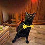 animal, black_cat, bow_tie, cabinet, cat, close_up, crate, curious, cute, decor, domestic_animal, feline, flooring, indoor, looking_up, pet, sitting, wooden_floor, wooden_furniture, yellow