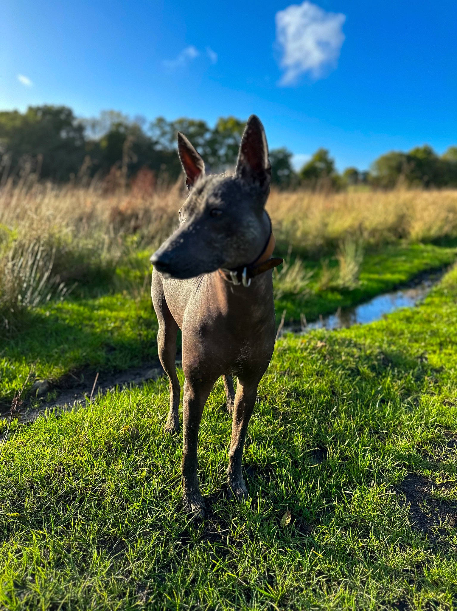 Ripley is registered to the contest to win money with this photo: carnivore, cloud, companion_dog, dog, dog_breed, fawn, grass, grassland, landscape, livestock, natural_landscape, pasture, plant, sky, snout, tail, terrestrial_animal, tree, whiskers, working_animal