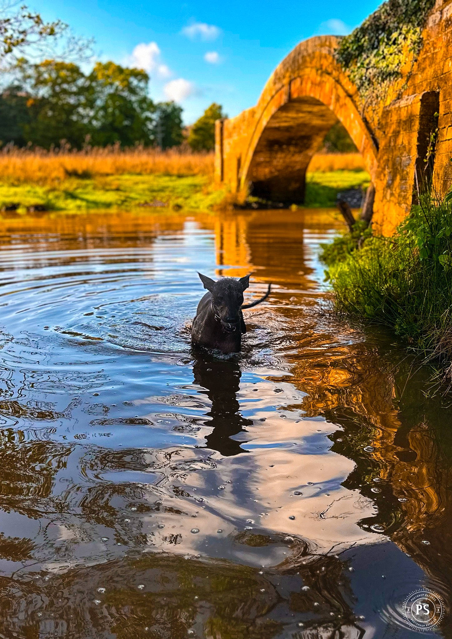 Ripley joined the competition — help win amazing prizes! bank, cloud, dog, fluvial_landforms_of_streams, grass, lake, landscape, morning, natural_landscape, plant, riparian_zone, rural_area, sky, summer, sunlight, tree, water, water_resources, watercourse, wood