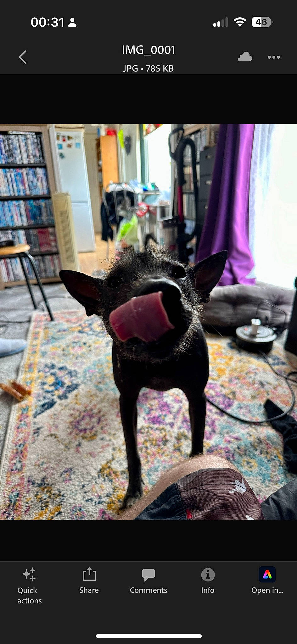 Ripley joined the competition — help win amazing prizes! bookcase, carmine, carnivore, companion_dog, curtain, dog, dog_breed, fawn, felidae, flooring, fur, human_leg, magenta, purple, shelf, small_to_medium_sized_cats, tail, whiskers, wood, working_animal