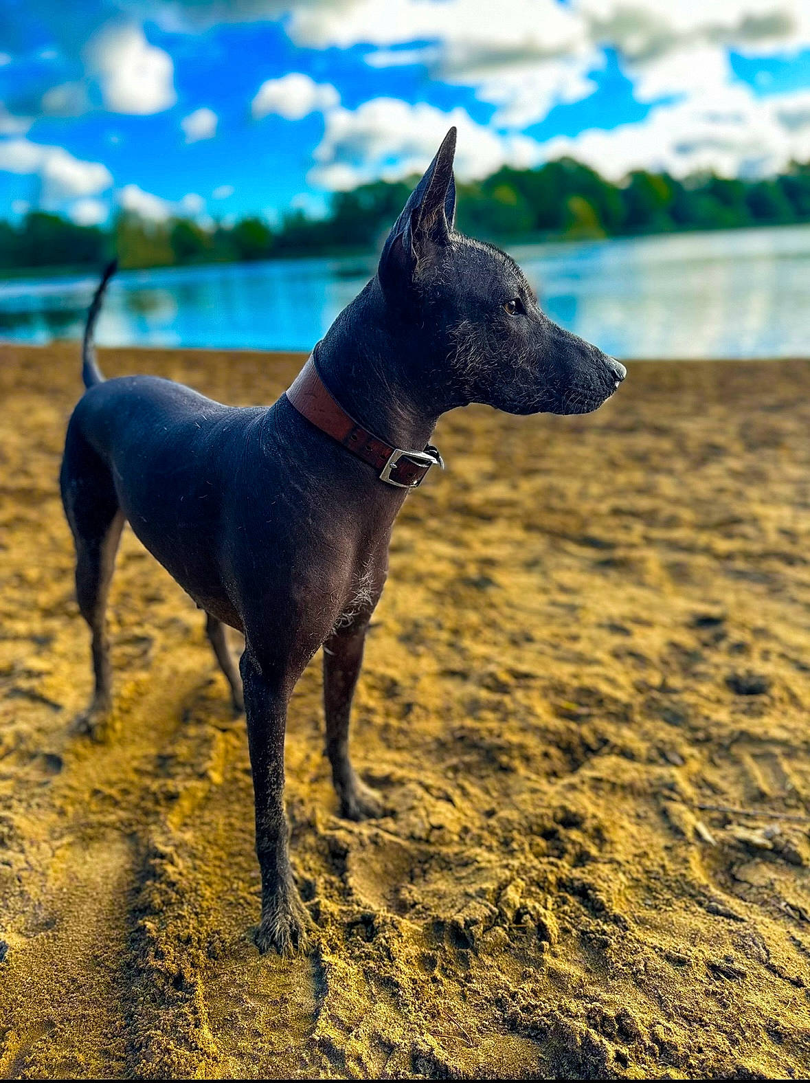 Ripley joined the competition — help win amazing prizes! beach, carnivore, cloud, collar, dog, dog_breed, dog_supply, electric_blue, fawn, lake, landscape, pet_supply, shadow, sky, snout, sporting_group, tail, terrestrial_animal, water, working_animal