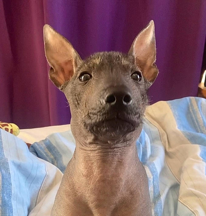 Ripley is registered to the contest to win money with this photo: ancient_dog_breeds, canidae, carnivore, comfort, companion_dog, dog, dog_breed, ear, fawn, fur, non_sporting_group, puppy, snout, sporting_group, terrestrial_animal, toy_dog, whiskers, working_animal