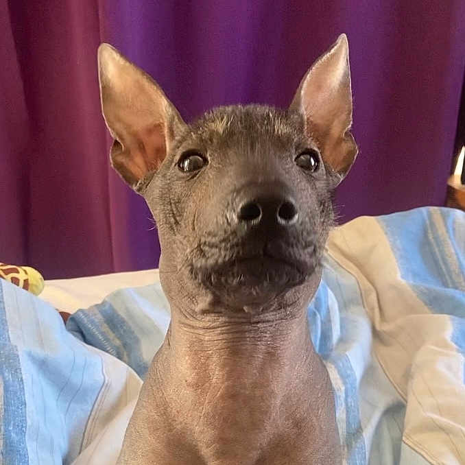 Ripley