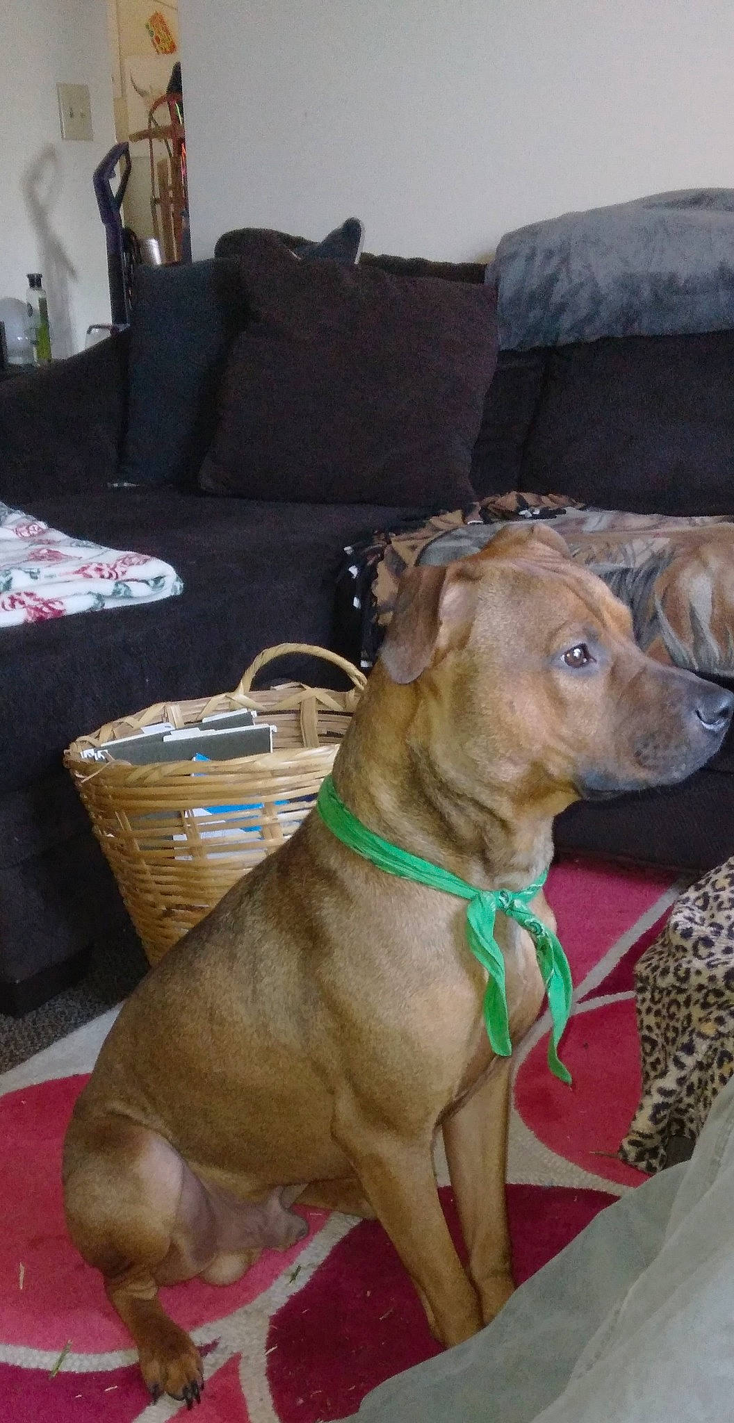 Sam joined the competition — help win amazing prizes! canidae, carnivore, collar, comfort, companion_dog, couch, dog, dog_breed, dog_collar, dog_supply, fawn, leash, liver, pet_supply, pillow, snout, sporting_group, throw_pillow, working_animal, wrinkle