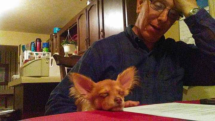 Tubbs is registered to the contest to win money with this photo: canidae, carnivore, chair, companion_dog, dog, dog_breed, ear, eyewear, facial_hair, fawn, fur, glasses, meat, picture_frame, snout, sporting_group, t_shirt, tableware, toy_dog, whiskers