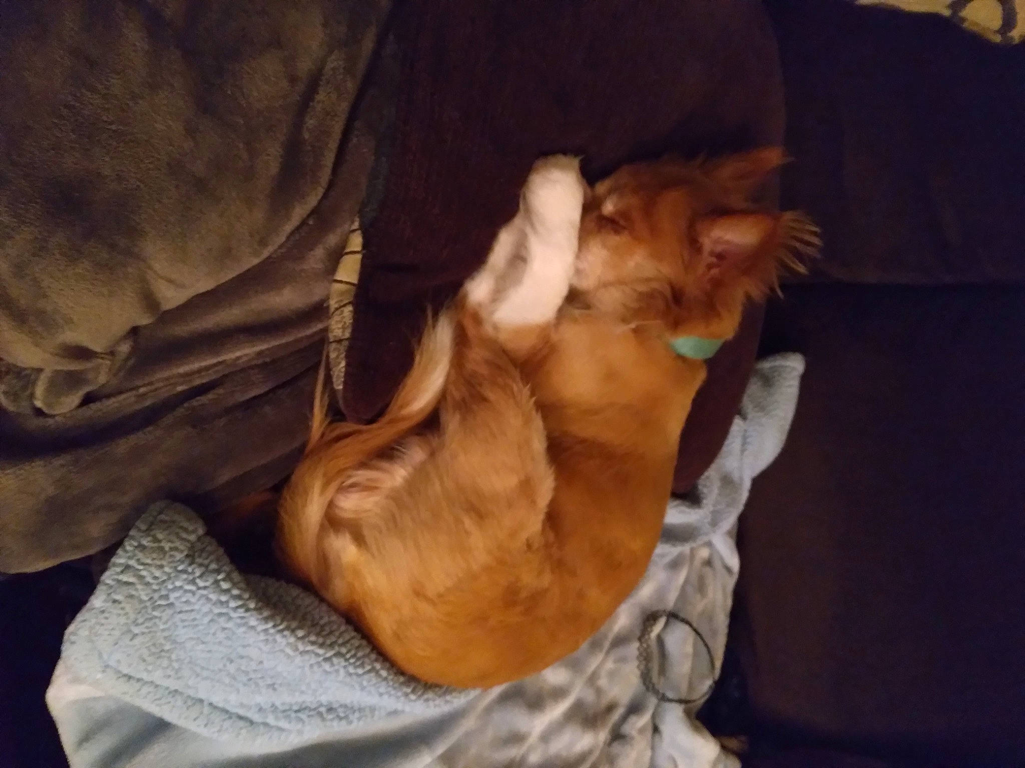 Tubbs joined the competition — help win amazing prizes! canidae, carnivore, comfort, companion_dog, dog, dog_breed, ear, fawn, felidae, fur, gesture, human_leg, liver, paw, small_to_medium_sized_cats, snout, sporting_group, toy_dog, whiskers, working_animal