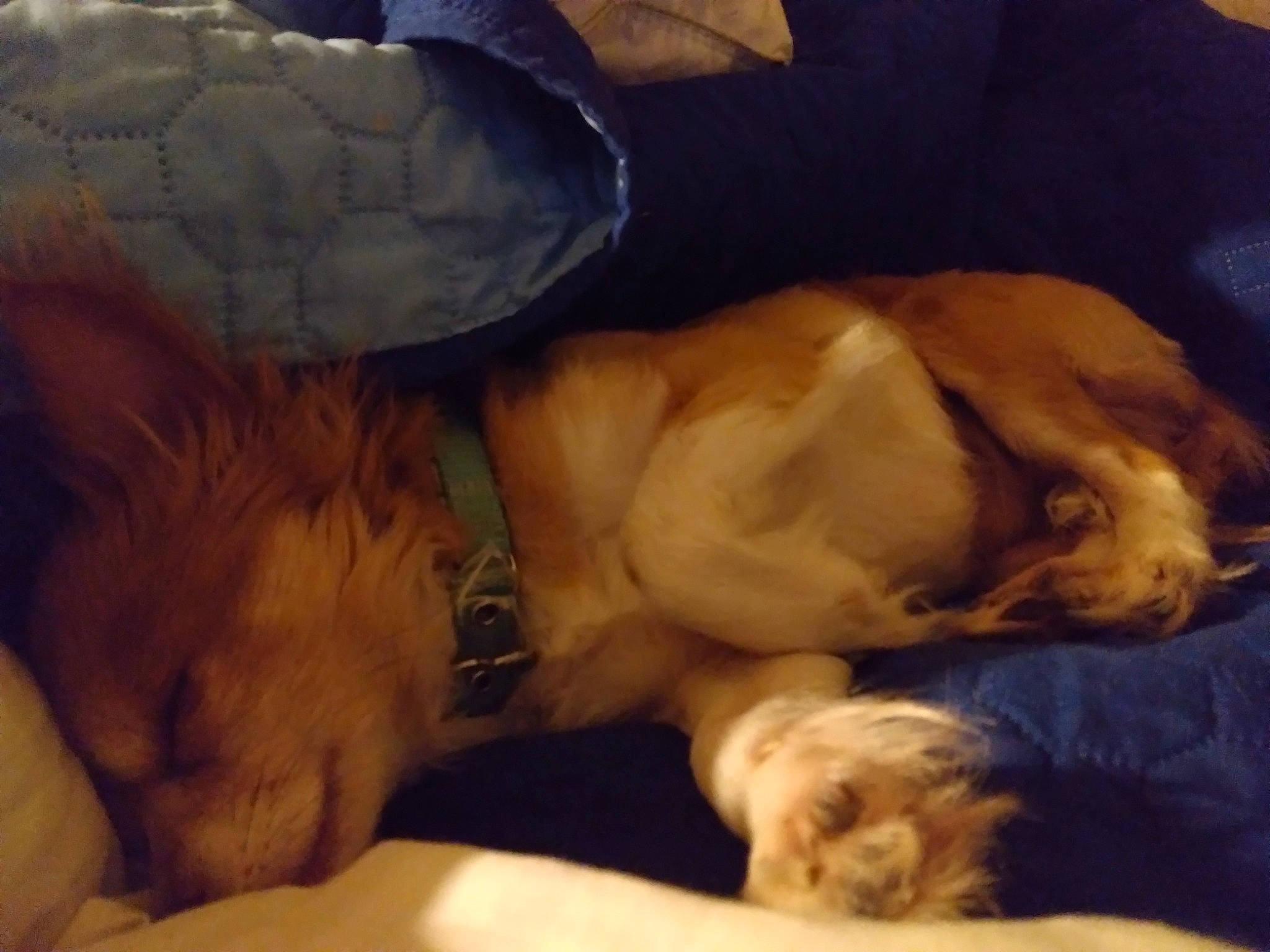 Tubbs joined the competition — help win amazing prizes! art, bedtime, blanket, canidae, carnivore, cloud, comfort, companion_dog, dog, dog_breed, fawn, fur, guard_dog, nap, paw, sleep, snout, sporting_group, tail, whiskers