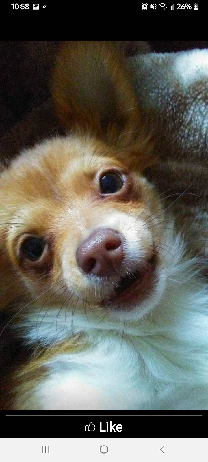 Tubbs is registered to the contest to win money with this photo: canidae, carnivore, close_up, companion_dog, dog, dog_breed, ear, eyelash, fawn, fur, german_spitz, liver, nose, smile, snout, sporting_group, toy_dog, volpino_italiano, whiskers, working_animal