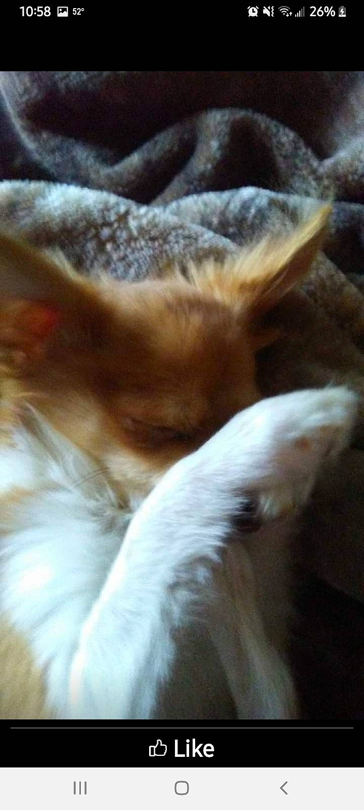 Tubbs is registered to the contest to win money with this photo: carnivore, comfort, companion_dog, dog, dog_breed, fawn, felidae, fur, human_leg, mammal, nap, paw, sky, small_to_medium_sized_cats, snout, sporting_group, tail, whiskers, wildlife, wood