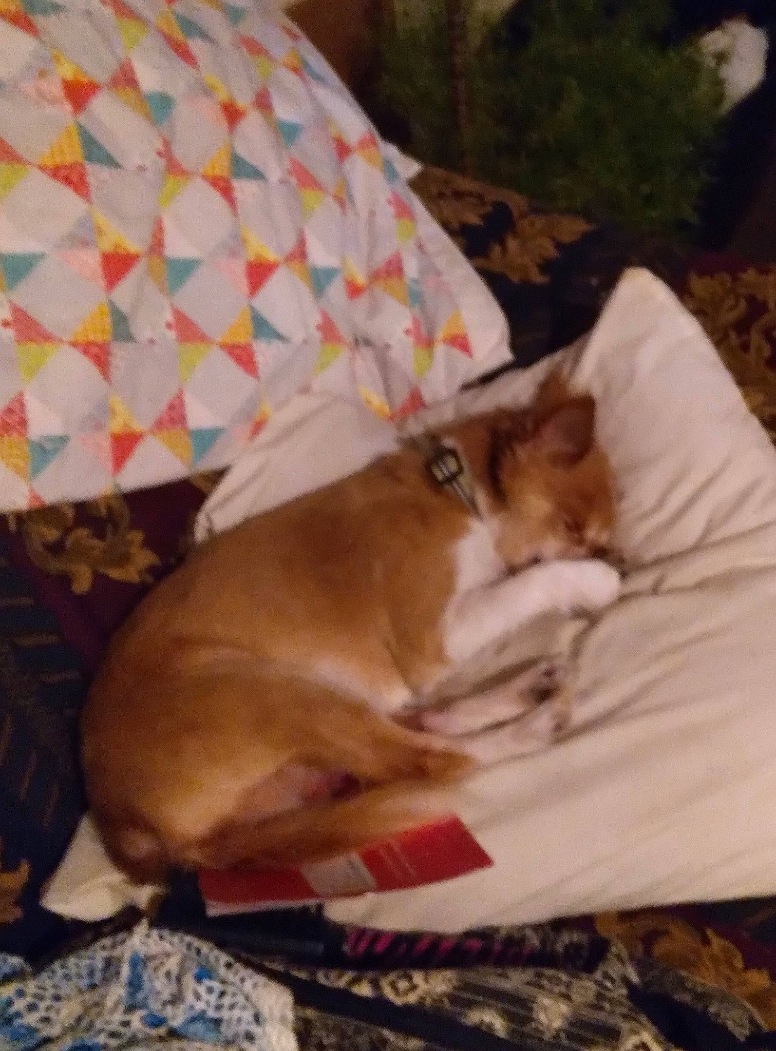 Tubbs is registered to the contest to win money with this photo: carnivore, cat, comfort, companion_dog, dog_breed, fashion_accessory, fawn, felidae, linens, mammal, nap, small_to_medium_sized_cats, sporting_group, tail, textile, tints_and_shades, umbrella, vertebrate, whiskers, wood