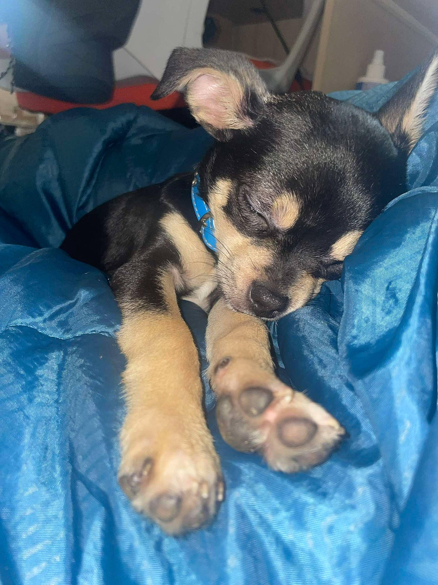 Titi participe au concours pour gagner de l'argent avec cette photo : canidae, carnivore, comfort, companion_dog, dog, dog_breed, ear, electric_blue, fawn, fur, german_shepherd_dog, guard_dog, paw, puppy, small_terrier, sporting_group, terrestrial_animal, toy_dog, whiskers, working_dog