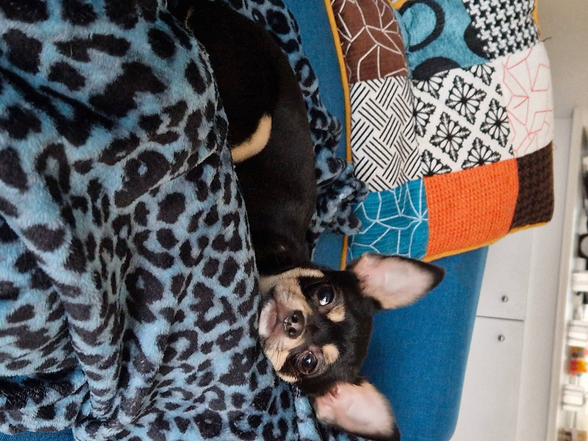 Titi a rejoint le concours — aidez-le/la à gagner de superbes lots ! carnivore, comfort, companion_dog, couch, dog_breed, fashion_accessory, fawn, felidae, fur, linens, mammal, pattern, pillow, sleeve, small_to_medium_sized_cats, sporting_group, terrestrial_animal, toy_dog, vertebrate, whiskers