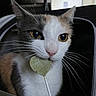 Jane joined the competition — help win amazing prizes! cat, feline, pet, animal, close_up, portrait, white_fur, gray_fur, calico, yellow_eyes, whiskers, ears, pink_nose, lollipop, treat, indoors, seated, looking_at_camera, black_background, cute