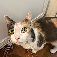 Jane joined the competition — help win amazing prizes! cat, calico_cat, pet, animal, feline, whiskers, green_eyes, yellow_eyes, pink_nose, white_fur, black_fur, orange_fur, close_up, portrait, wide_eyed, indoor, wooden_floor, curious, standing, window