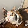 cat, calico_cat, pet, animal, feline, whiskers, green_eyes, yellow_eyes, pink_nose, white_fur, black_fur, orange_fur, close_up, portrait, wide_eyed, indoor, wooden_floor, curious, standing, window