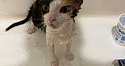 Jane joined the competition — help win amazing prizes! cat, wet_cat, bathtub, bathroom, wet_fur, animal, pet, portrait, wide_eyes, ears, whiskers, pink_nose, sitting, white_fur, calico, water, toiletries, indoor, funny, close_up
