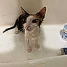 cat, wet_cat, bathtub, bathroom, wet_fur, animal, pet, portrait, wide_eyes, ears, whiskers, pink_nose, sitting, white_fur, calico, water, toiletries, indoor, funny, close_up