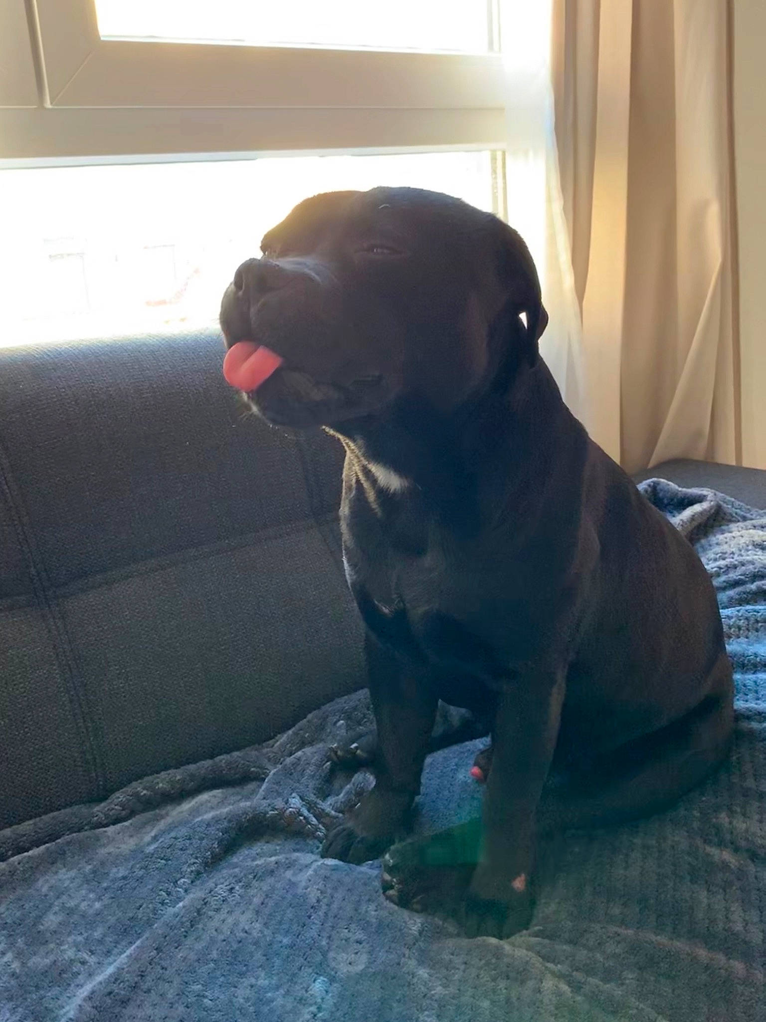 Marley participe au concours pour gagner de l'argent avec cette photo : borador, canidae, carnivore, comfort, companion_dog, curtain, dog, dog_breed, fawn, flooring, guard_dog, gun_dog, liver, molosser, non_sporting_group, snout, sporting_group, tints_and_shades, whiskers, working_animal