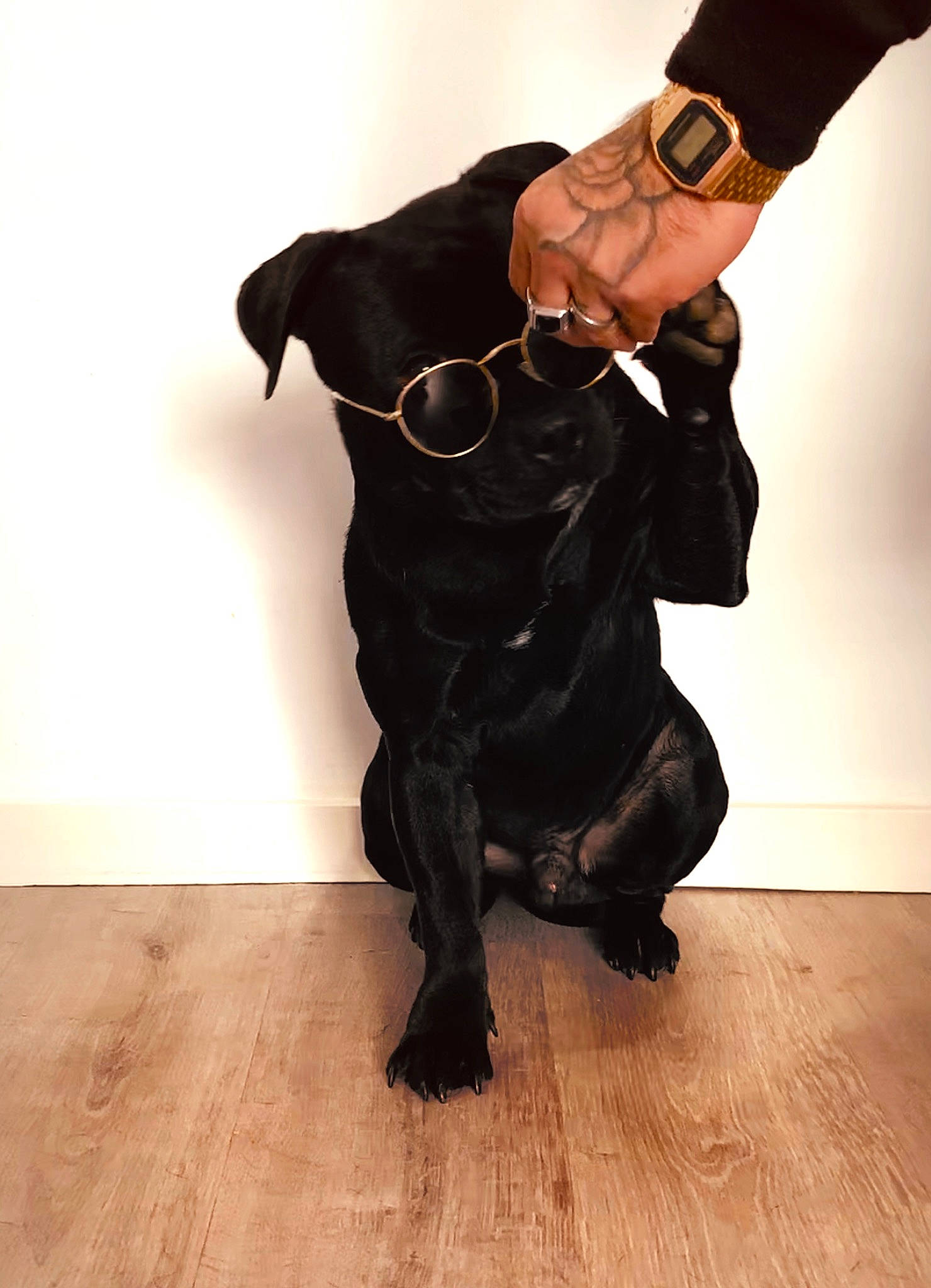 Marley a rejoint le concours — aidez-le/la à gagner de superbes lots ! carnivore, collar, companion_dog, dog, dog_breed, floor, flooring, gesture, hardwood, human_leg, knee, laminate_flooring, personal_protective_equipment, sleeve, snout, terrestrial_animal, thumb, waist, wood, wood_flooring