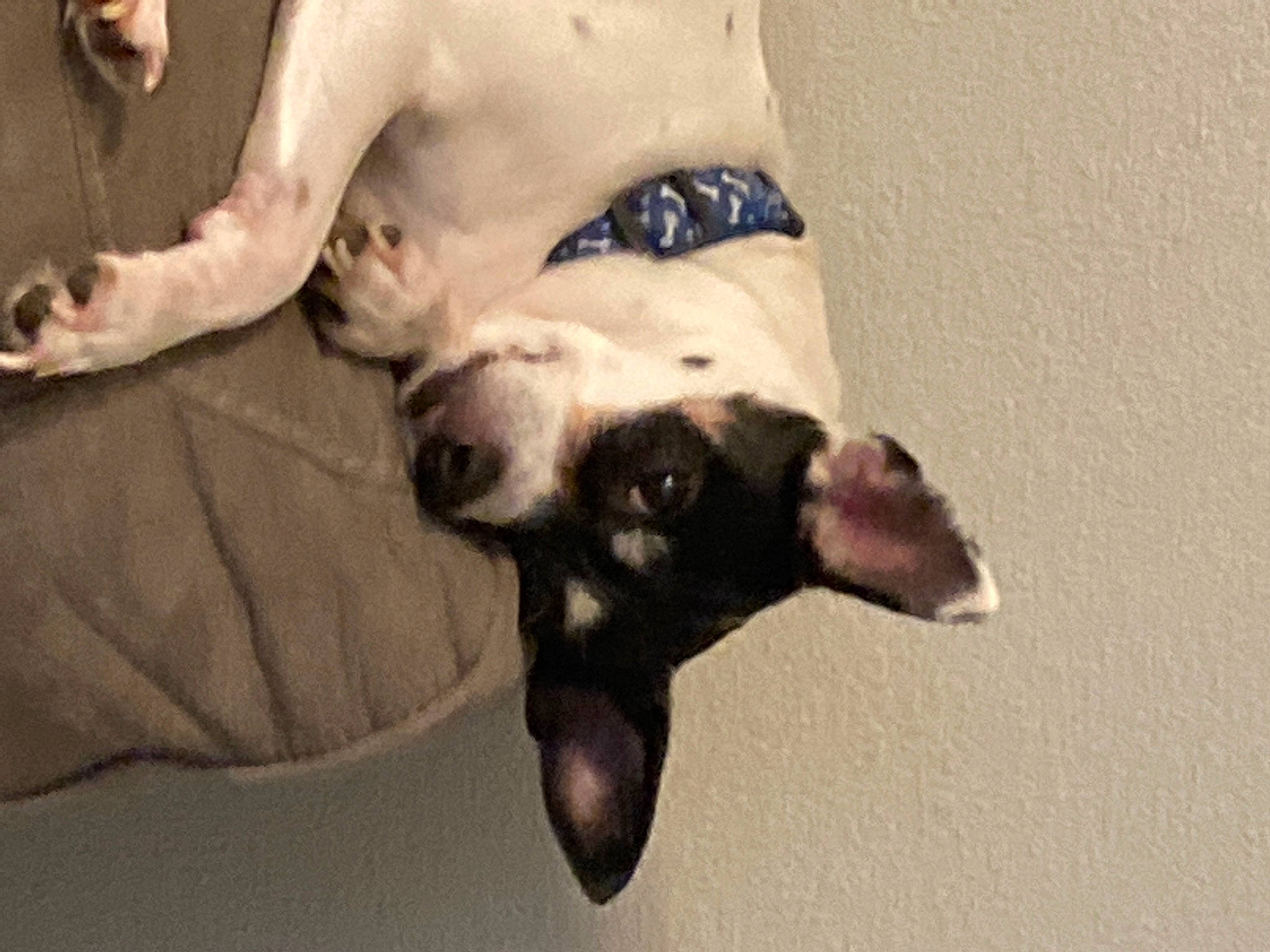 Sassy is registered to the contest to win money with this photo: abdomen, barechested, canidae, carnivore, chest, companion_dog, dog, dog_breed, fawn, foot, fur, gesture, human_leg, jaw, paw, snout, sporting_group, tail, trunk, working_animal