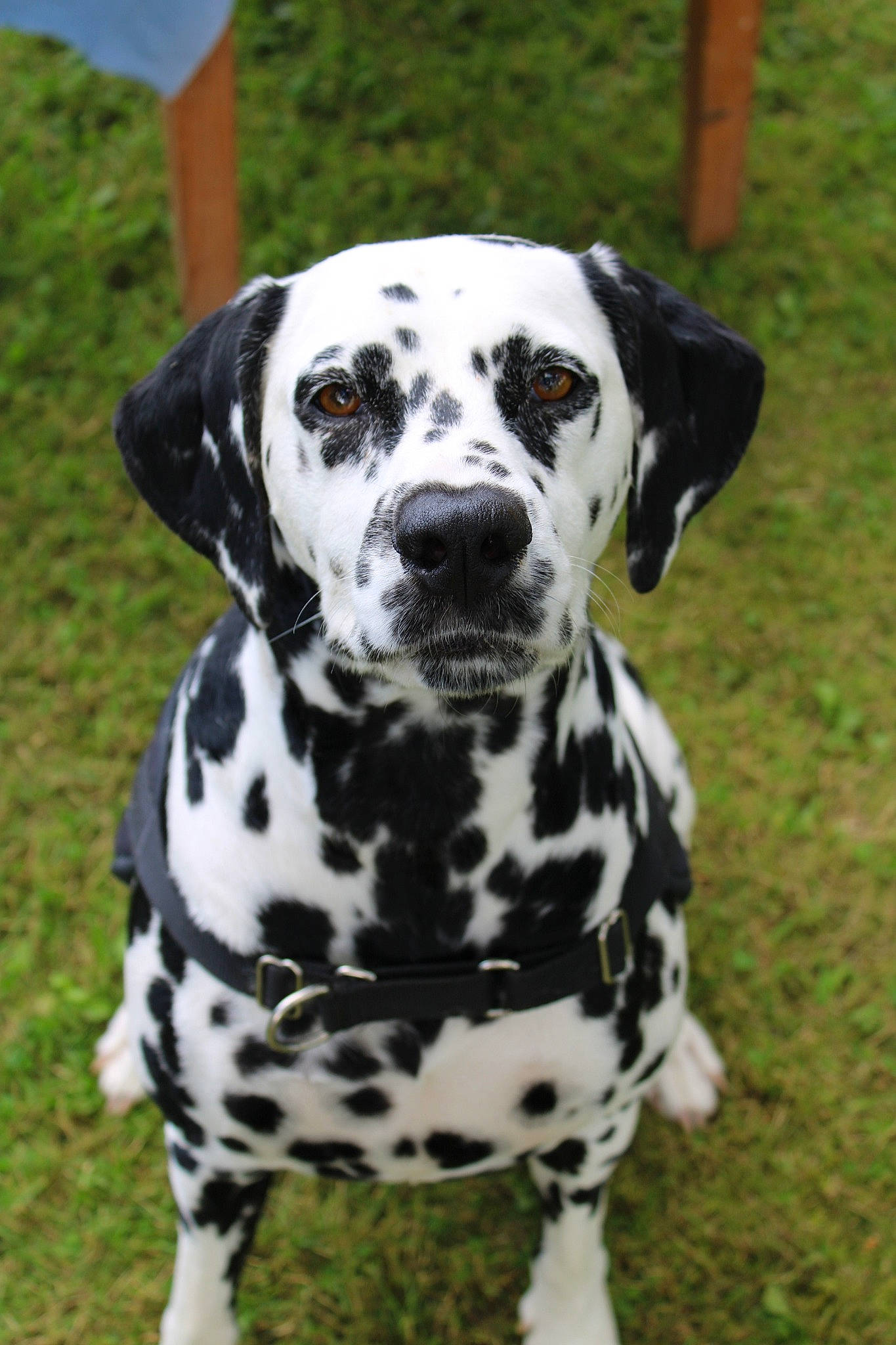 Nia a rejoint le concours — aidez-le/la à gagner de superbes lots ! canidae, carnivore, companion_dog, dalmatian, dog, dog_breed, grass, non_sporting_group, snout, sporting_group, terrestrial_animal, whiskers, working_animal