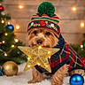 bauble, bokeh, christmas, christmas_tree, cozy, cute, dog, fairy_lights, festive, holiday, indoor, knit_hat, ornament, pet, pompom, portrait, puppy, sitting, star, sweater