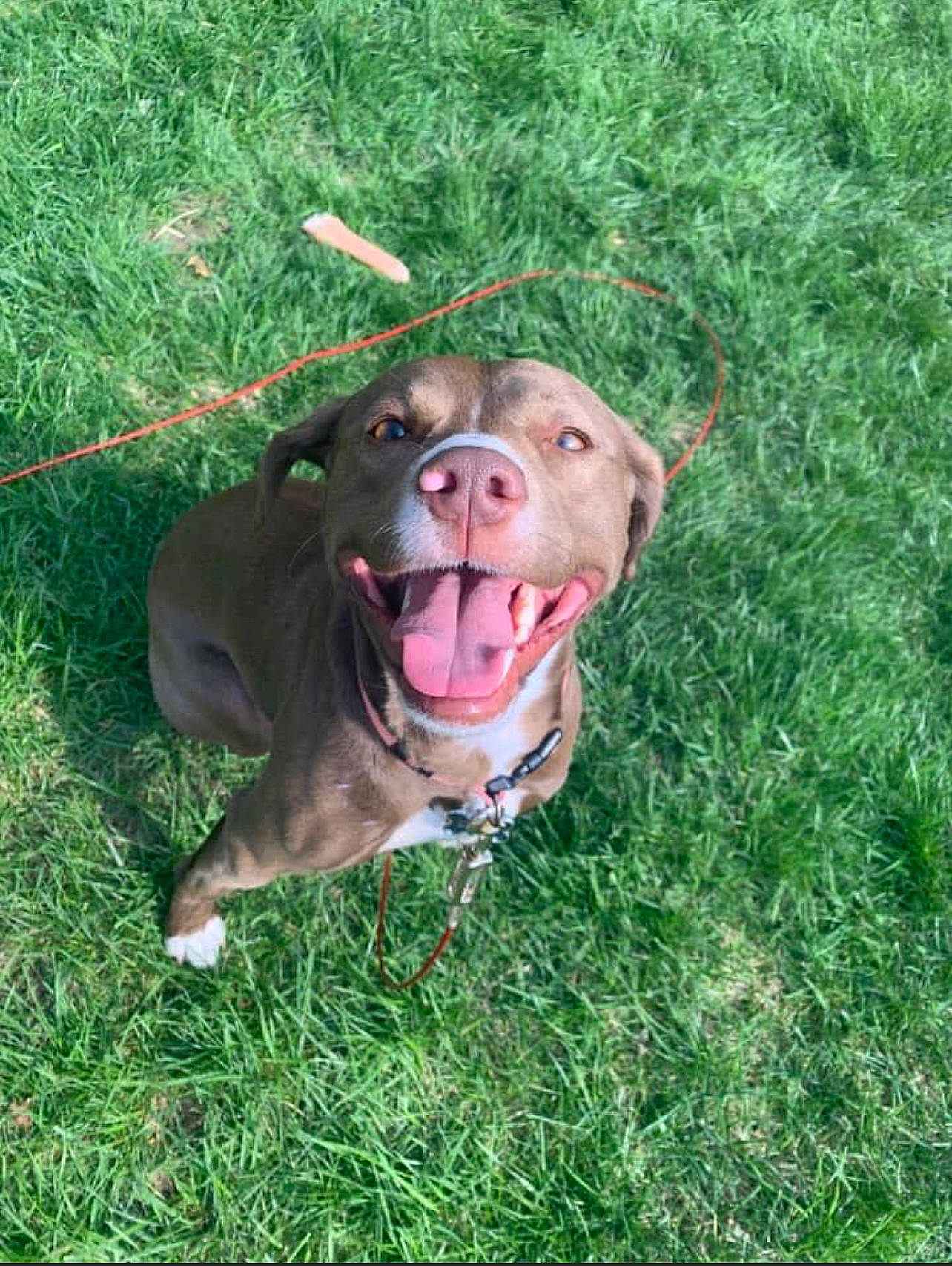 Brownie joined the competition — help win amazing prizes! canidae, carnivore, collar, companion_dog, dog, dog_breed, dog_collar, dog_supply, fawn, grass, leash, liver, personal_protective_equipment, plant, snout, sporting_group, terrestrial_animal, whiskers, working_animal, working_dog