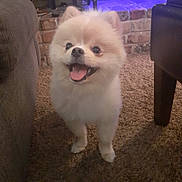 Milo joined the competition — help win amazing prizes! dog, pomeranian, smiling, happy, indoor, carpet, furniture, couch, chair, pet, fluffy, small_dog, animal, domestic_animal, face, mouth_open, tongue_out, ears, living_room, brick_wall