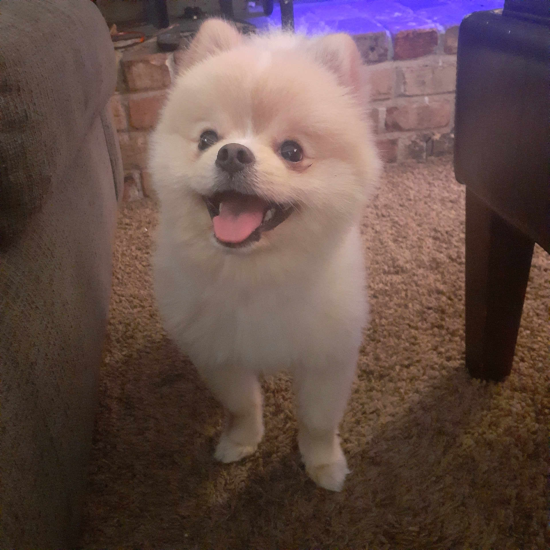Milo joined the competition — help win amazing prizes! dog, pomeranian, smiling, happy, indoor, carpet, furniture, couch, chair, pet, fluffy, small_dog, animal, domestic_animal, face, mouth_open, tongue_out, ears, living_room, brick_wall
