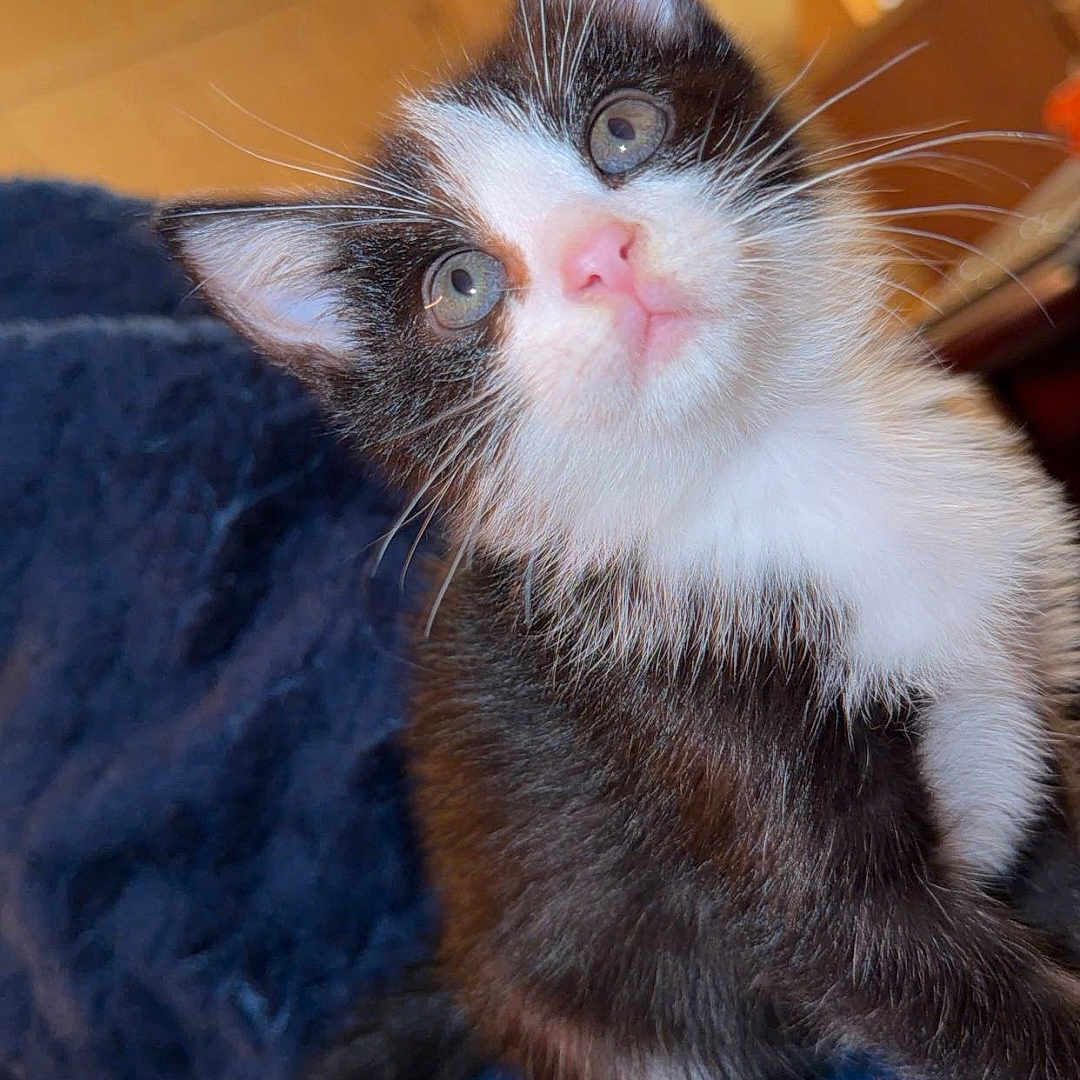 Jax joined the competition — help win amazing prizes! kitten, cat, black_and_white, pet, fur, whiskers, indoor, blanket, cozy, curious, young, animal, mammal, cute, portrait, feline, small, soft, home, closeup