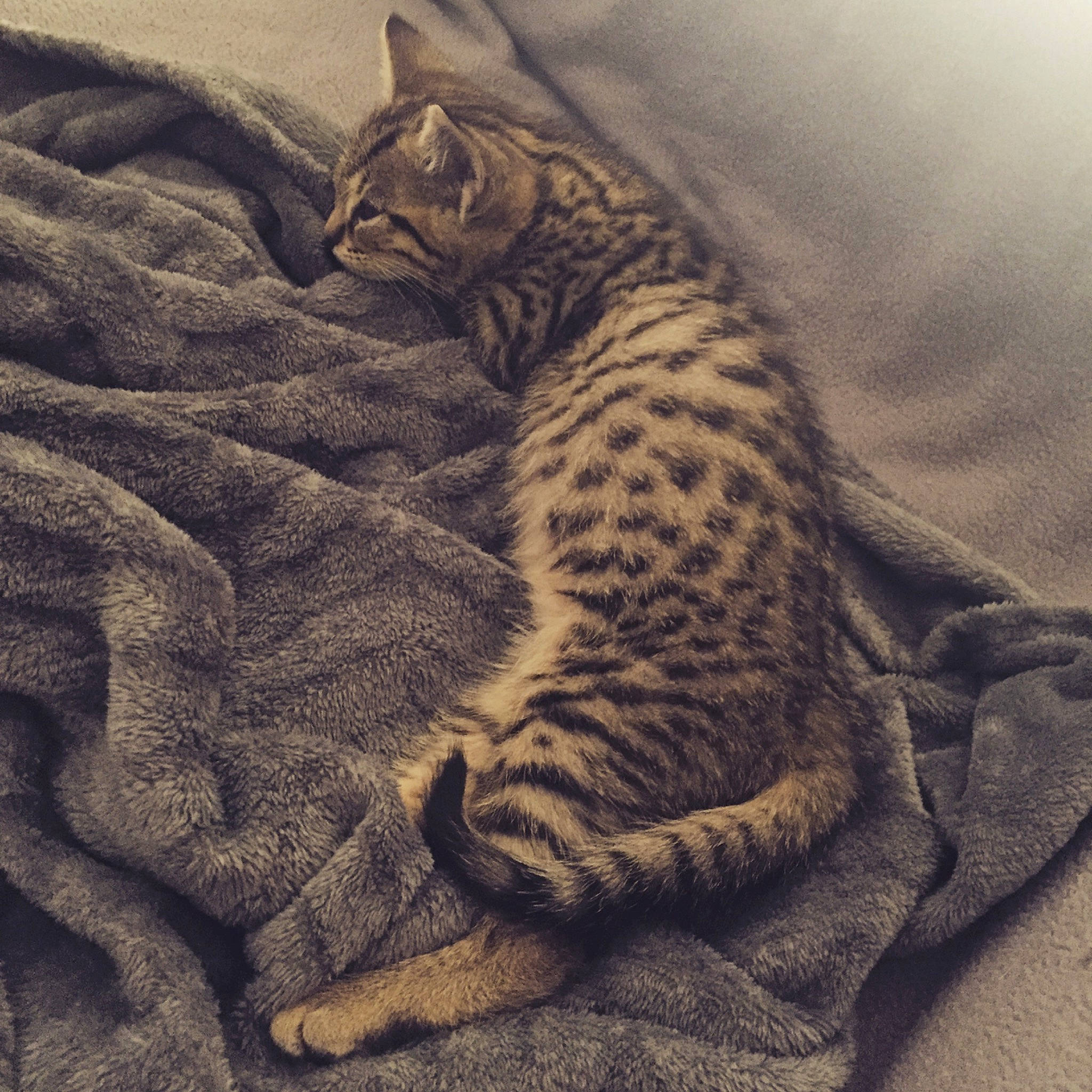 Oscar participe au concours pour gagner de l'argent avec cette photo : bed_sheet, bedding, big_cats, carnivore, cat, comfort, domestic_short_haired_cat, felidae, fur, grey, leopard, linens, pattern, paw, small_to_medium_sized_cats, snout, tail, terrestrial_animal, whiskers, wildlife