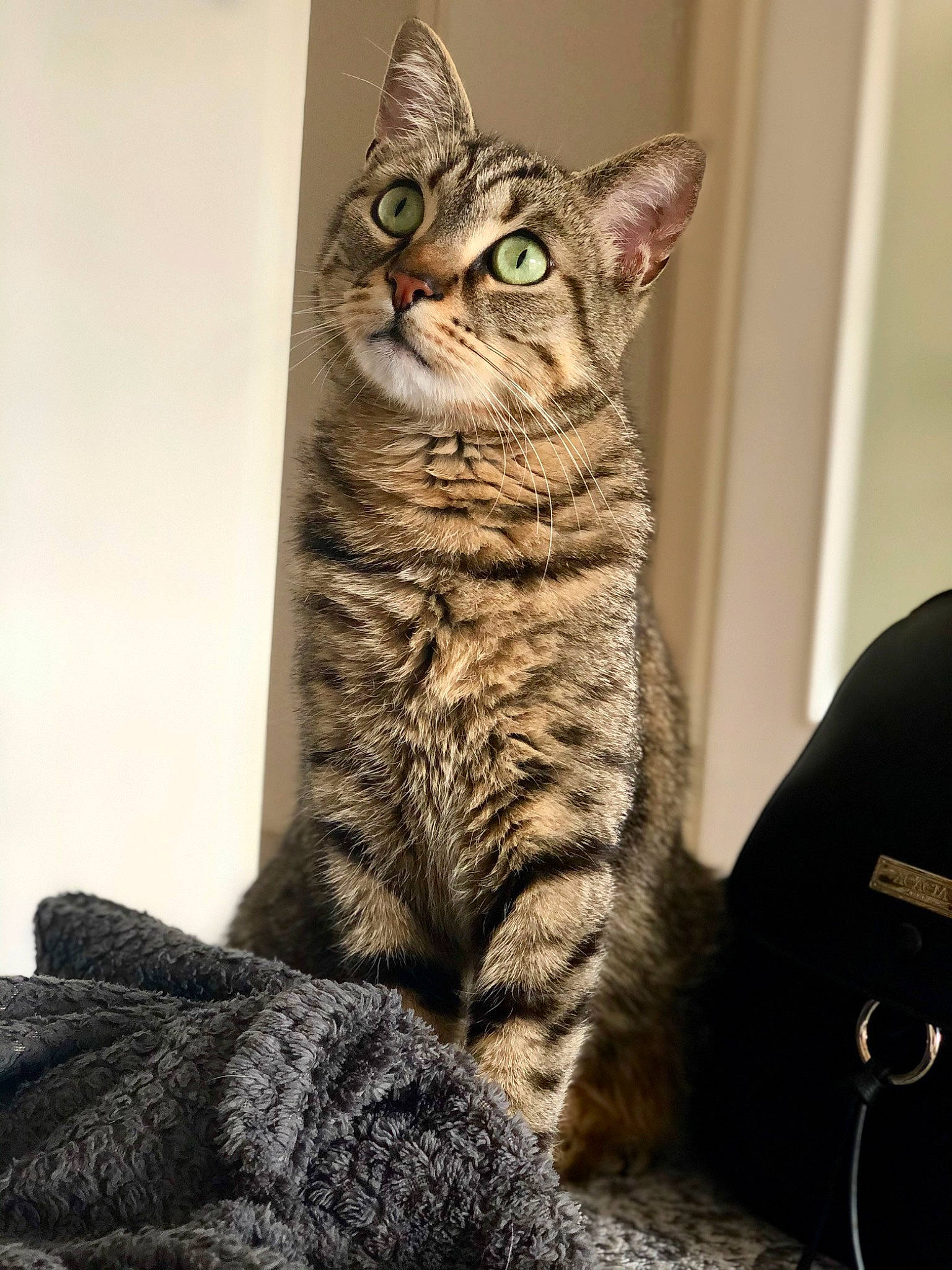 Oscar participe au concours pour gagner de l'argent avec cette photo : carnivore, cat, comfort, domestic_short_haired_cat, felidae, fur, grey, paw, sitting, small_to_medium_sized_cats, snout, tail, terrestrial_animal, whiskers, wildlife