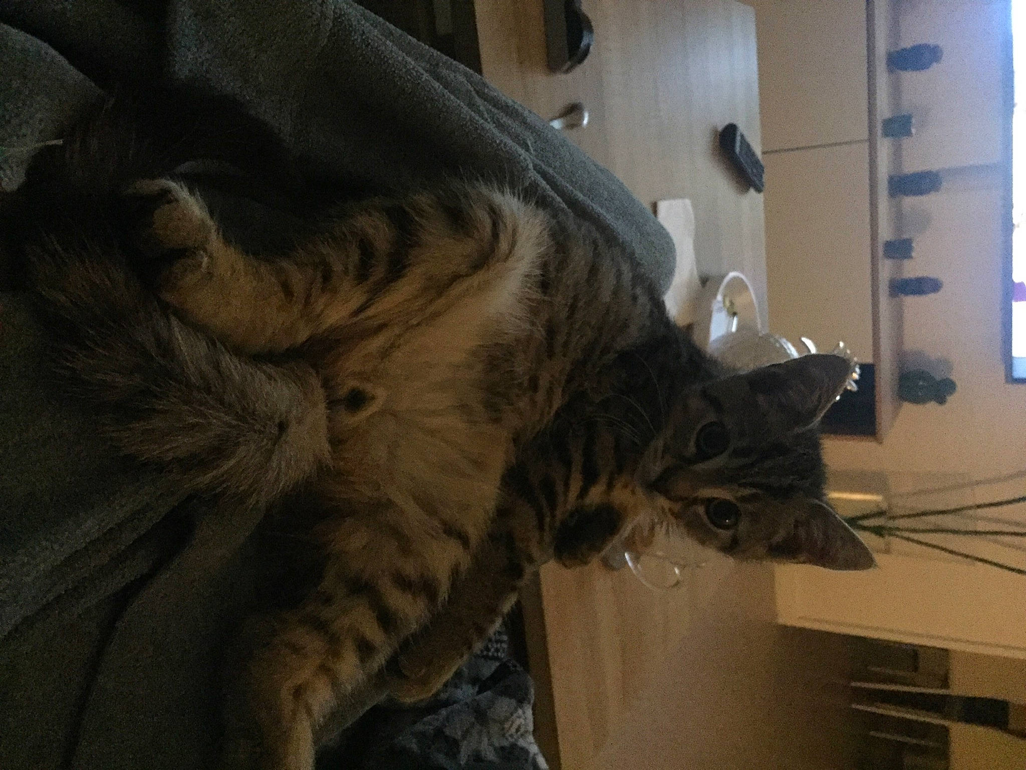 Oscar a rejoint le concours — aidez-le/la à gagner de superbes lots ! carnivore, cat, claw, comfort, domestic_short_haired_cat, felidae, fur, paw, small_to_medium_sized_cats, snout, tail, terrestrial_animal, whiskers, window, wood