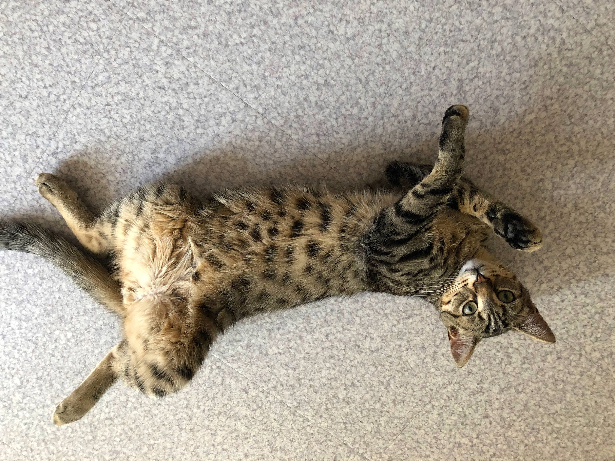 Oscar participe au concours pour gagner de l'argent avec cette photo : big_cats, carnivore, cat, claw, domestic_short_haired_cat, felidae, fur, leopard, paw, small_to_medium_sized_cats, snout, tail, terrestrial_animal, whiskers, wildlife, wood