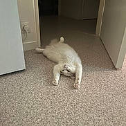 Bali participe au concours pour gagner de l'argent avec cette photo : cat, white_cat, fluffy, pet, animal, lying_down, belly_up, stretched_paws, indoor, hallway, tile_floor, home, doorway, open_door, white_fur, pink_nose, relaxed, playful, candid_photo, portrait