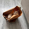 Bali participe au concours pour gagner de l'argent avec cette photo : cat, kitten, fluffy, white, cream_color, blue_eyes, long_hair, pet, animal, paper_bag, shopping_bag, indoors, wood_floor, sunlight, hideaway, sitting, peeking, tail, cute, portrait