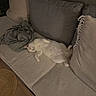 cat, white_cat, sleeping, lying_down, relaxed, fluffy, pet, animal, sofa, couch, pillows, blanket, living_room, indoors, cozy, home, upside_down, belly_up, soft_furnishings, portrait
