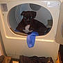 Roscoe joined the competition — help win amazing prizes! accessories, animal, appliance, bag, boxer, bulldog, canine, device, dog, electricaldevice, handbag, hound, laundry, pet, washer