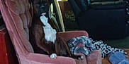 Roscoe is registered to the contest to win money with this photo: adult, animal, architecture, armchair, building, canine, chair, couch, dog, electronics, furniture, indoors, livingroom, male, man, person, pet, puppy, room, speaker