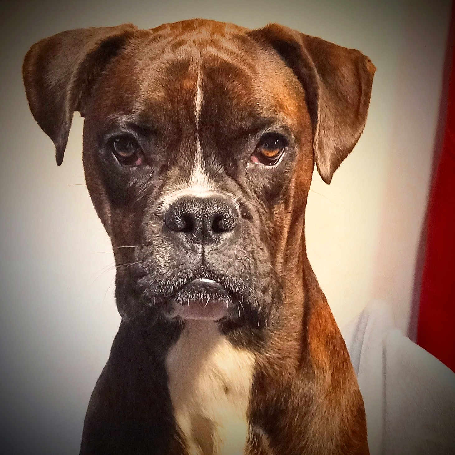 Roscoe joined the competition — help win amazing prizes! animal, boxer, bulldog, canine, dog, face, frenchbulldog, head, hound, person, pet, photography, pitbull, portrait, puppy, snout