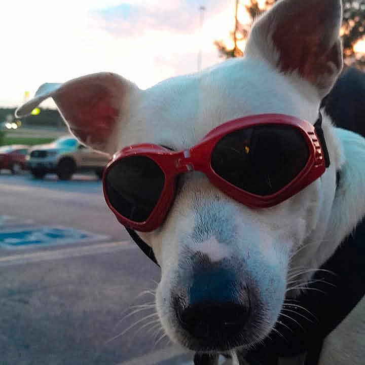 Bubba is registered to the contest to win money with this photo: accessories, animal, canine, city, dog, face, glasses, head, nature, outdoors, person, pet, photography, portrait, puppy, road, sky, street, sunglasses, urban